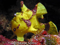 Clownfrogfish taken at Wakatobi with Canon S70 and CloseU... by Beate Krebs 